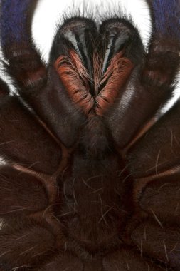 Tarantula örümceği, poecilotheria metallica