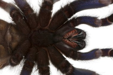 Tarantula örümceği, poecilotheria metallica