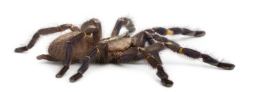 Tarantula örümceği, poecilotheria metallica