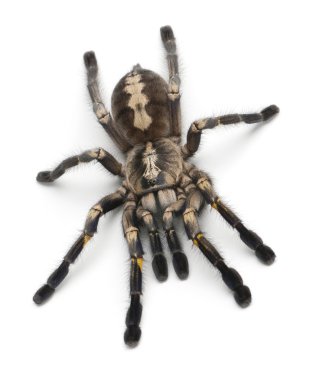 Tarantula spider, Poecilotheria Metallica clipart