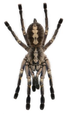 Tarantula örümceği, poecilotheria metallica