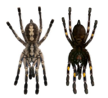 Tarantula spider, Poecilotheria Metallica clipart