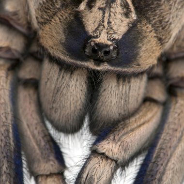 Tarantula örümceği, poecilotheria metallica