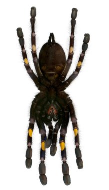 Tarantula örümceği, poecilotheria metallica