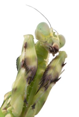 Female Banded Flower Mantis or Asian Boxer Mantis clipart
