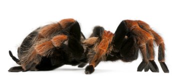 Tarantula örümceği, beyaz arka plan önünde brachypelma boehmei