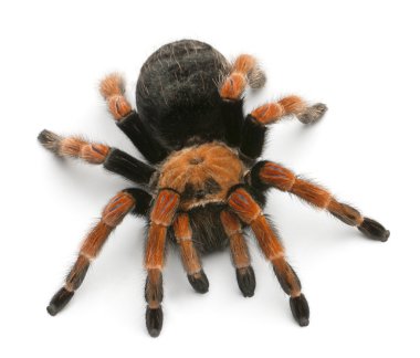 Tarantula örümceği, beyaz arka plan önünde brachypelma boehmei