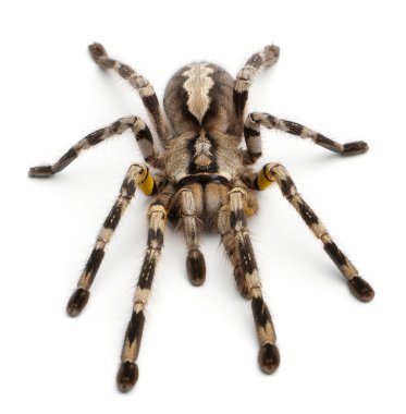 Tarantula spider, Poecilotheria Fasciata, in front of white background clipart