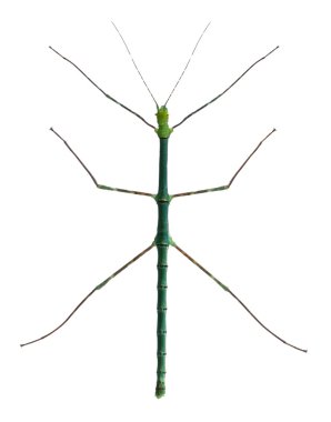 Myronides Sp, stick insect, in front of white background clipart