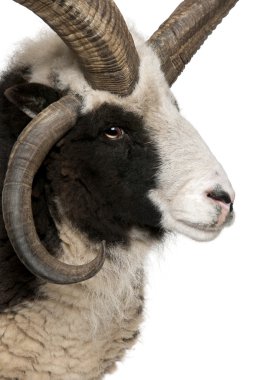 Close-up of Multi-horned Jacob Ram, Ovis aries clipart