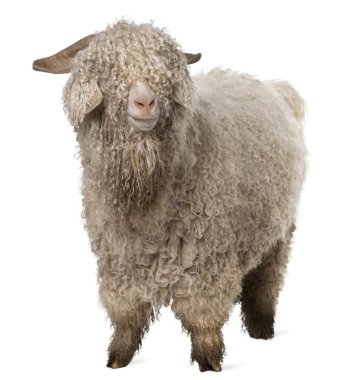 Angora goat in front of white background clipart