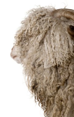 Close-up of Angora goat in front of white background clipart