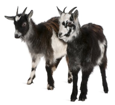 Common Goats from the West of France, Capra aegagrus hircus, 6 months old, in front of white background clipart