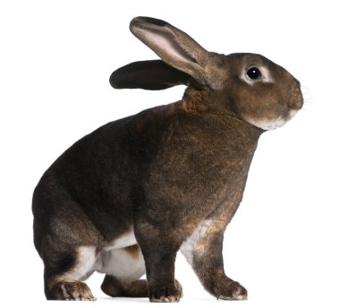 Castor Rex rabbit in front of white background clipart