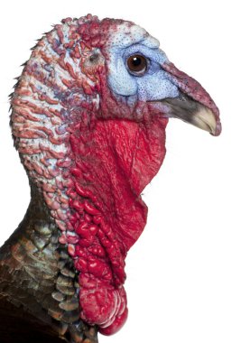 Close-up of Wild Turkey, Meleagris gallopavo, in front of white background clipart