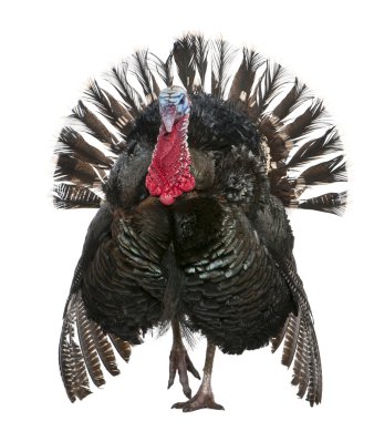 Wild Turkey, Meleagris gallopavo, in front of white background clipart