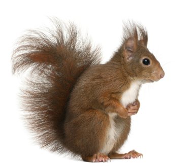 Eurasian red squirrel, Sciurus vulgaris, 4 years old, in front of white background