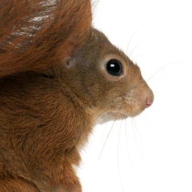 Avrasya kızıl sincabı, Sciurus vulgaris