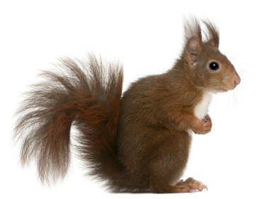 Eurasian red squirrel, Sciurus vulgaris clipart