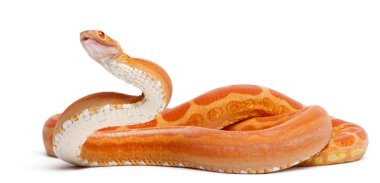 scaleless Mısır yılan, beyaz arka plan önünde pantherophis guttatus