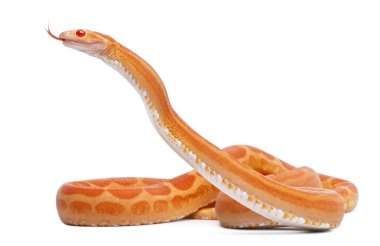 Scaleless Corn Snake, Pantherophis Guttatus, in front of white background clipart