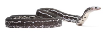 scaleless Mısır yılan, beyaz arka plan önünde pantherophis guttatus