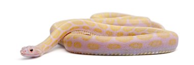 scaleless Mısır yılan, beyaz arka plan önünde pantherophis guttatus