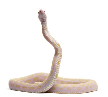 scaleless Mısır yılan, beyaz arka plan önünde pantherophis guttatus