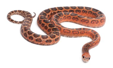 scaleless Mısır yılan, beyaz arka plan önünde pantherophis guttatus