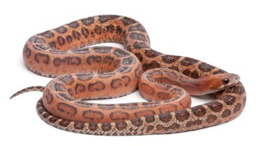 scaleless Mısır yılan, beyaz arka plan önünde pantherophis guttatus