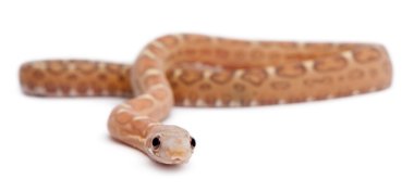 scaleless Mısır yılan, beyaz arka plan önünde pantherophis guttatus