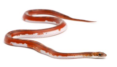 scaleless Mısır yılan, beyaz arka plan önünde pantherophis guttatus