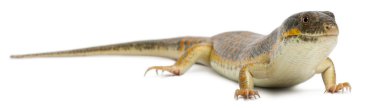 ada skink veya telfair's skink, beyaz arka plan önünde leiolopisma telfairii yuvarlak