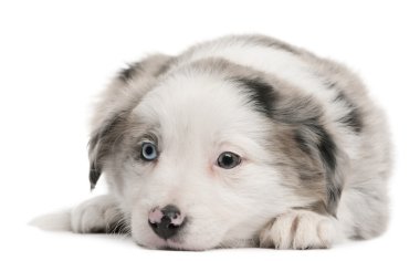 Blue Merle Border Collie puppy, 6 weeks old, sitting in front of white background clipart