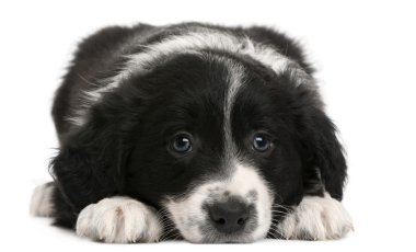 Border Collie puppy, 6 weeks old, lying in front of white background clipart