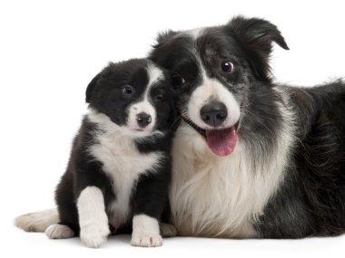 Border Collies interacting in front of white background clipart