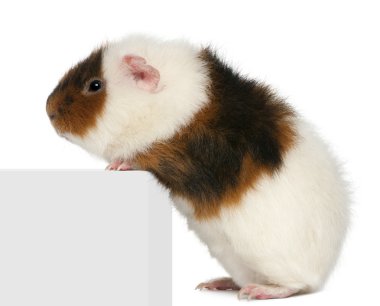 Teddy guinea pig, 9 months old, climbing on box in front of white background clipart