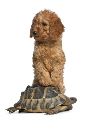 kaniş köpek yavrusu, 2 aylık ve beyaz arka plan önünde bir kaplumbağa