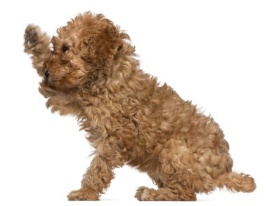 Poodle puppy, 2 months old, standing in front of white background clipart