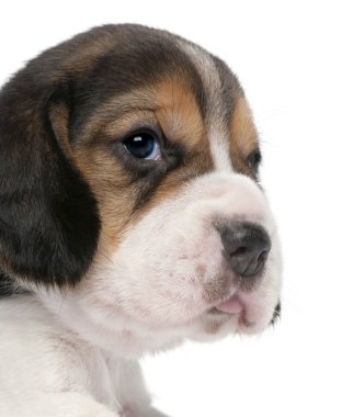 beagle yavru, 1 ay beyaz arka plan eski, yakın çekim