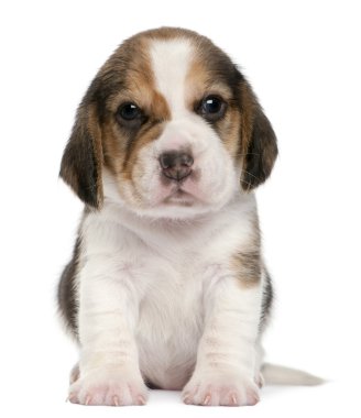 Beagle Puppy, 1 month old, sitting in front of white background clipart