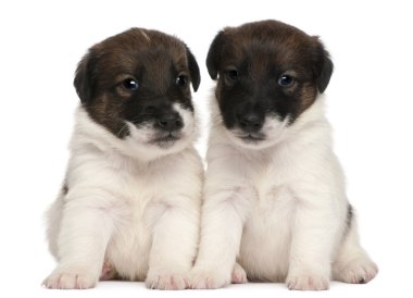 Two Fox Terrier puppies, 1 month old, sitting in front of white background clipart