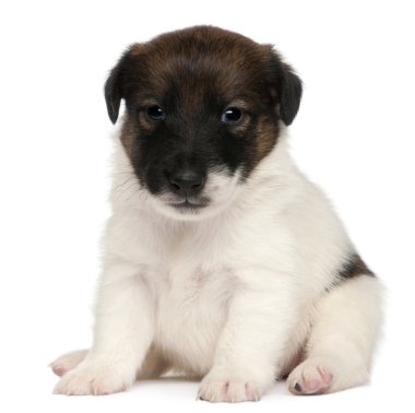 Fox terrier puppy, 1 month old, sitting in front of white background clipart