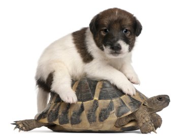 Fox terrier puppy, 1 month old, and Hermann's tortoise, Testudo hermanni, in front of white background clipart