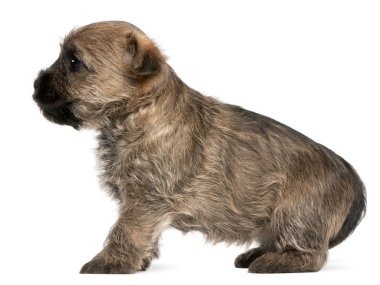 Cairn terrier köpek yavrusu, 6 hafta yaşlı, beyaz arka plan