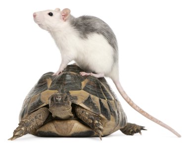 Rat and Hermann's tortoise, Testudo hermanni, in front of white background clipart