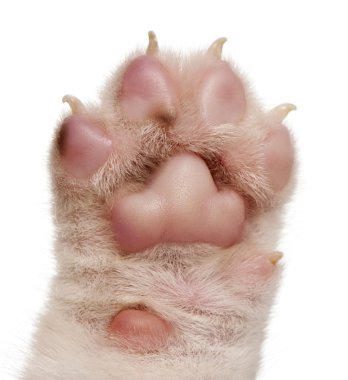 Close-up of puppy's paw, 4 weeks old, in front of white backgrou clipart