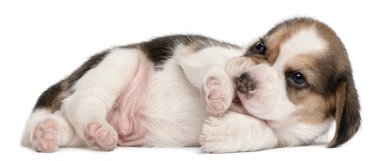 Beagle puppy, 4 weeks old, lying in front of white background clipart