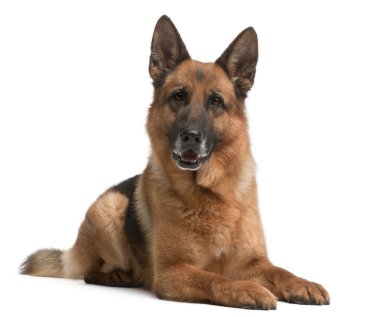 German Shepherd, 5 years old, in front of white background clipart