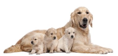 Golden Retriever mother, 5 years old, nursing and her puppies, 4 weeks old, in front of white background clipart